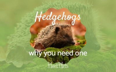 Hedgehogs and why you need one