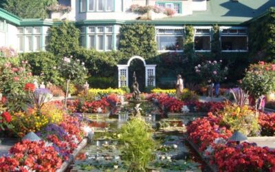 How 'green' are Bedding Plants