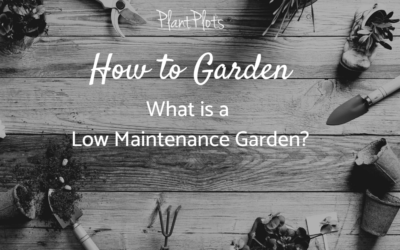 How to get a low maintenance garden