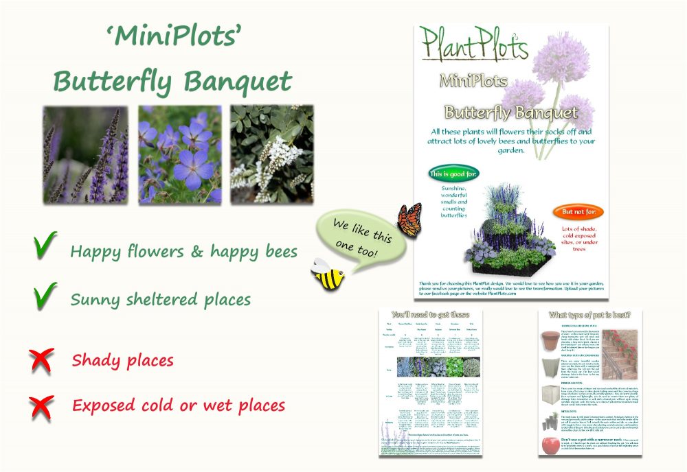 Garden Border Planting Design Plan butterfly friendly flowers