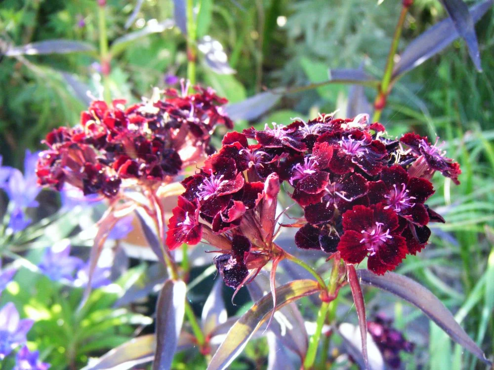 garden trends 2019