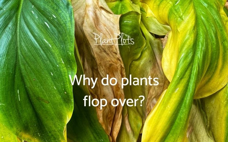why-plants-flop-over-bp-fi