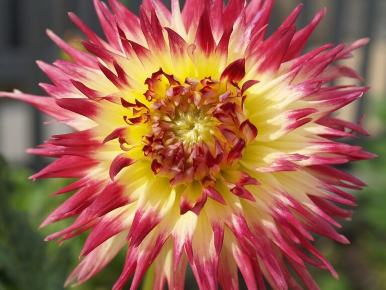 How to choose a garden colour scheme