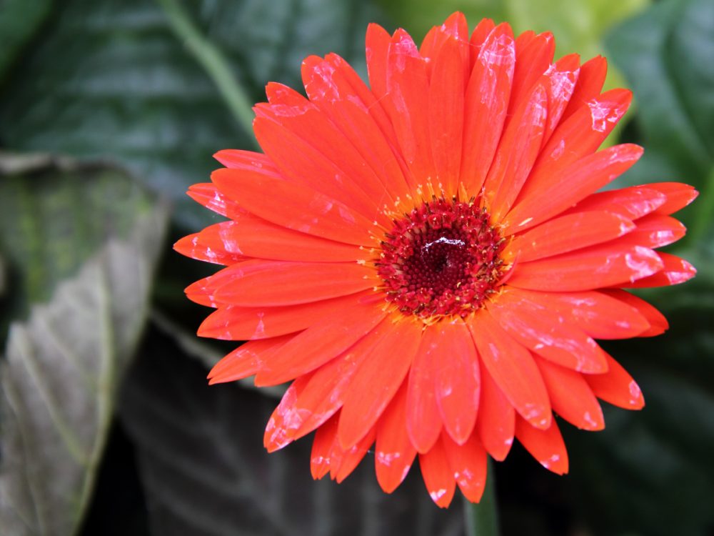 Gerbera can absorb all noxious chemicals  from the air