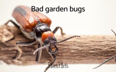 Bad garden bugs