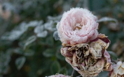 cold-exposed-gardens-bp-fi