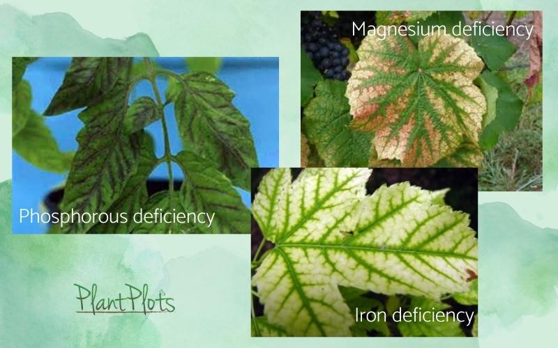 sick-looking-plants-deficiency