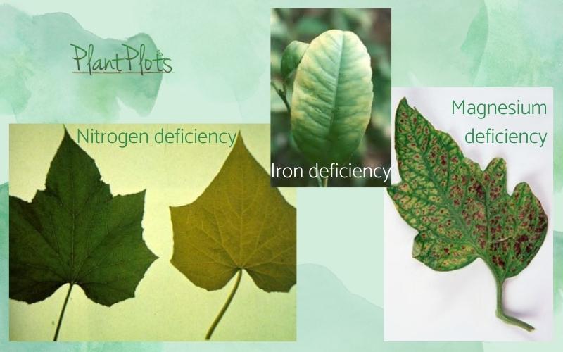 sick-looking-plants-deficiency