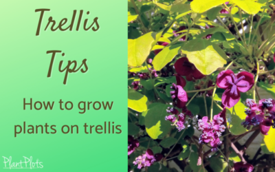 Trellis tips how to grow