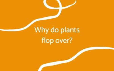 Why do plants flop over