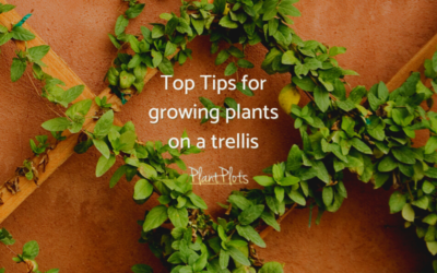 trellis tips how to grow plants on a trellis