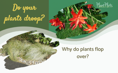 why do plants flop over