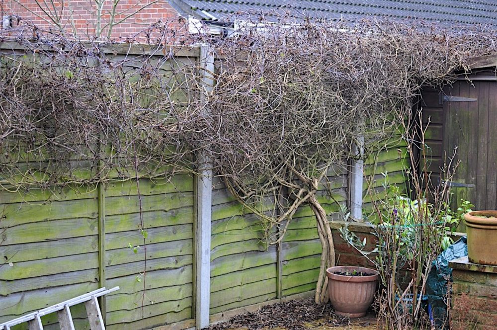 overgrown climber on fence no proper trellis support