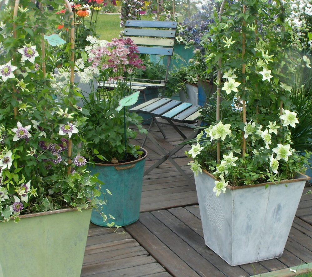 Planting ideas to avoid - clematis in metal pots