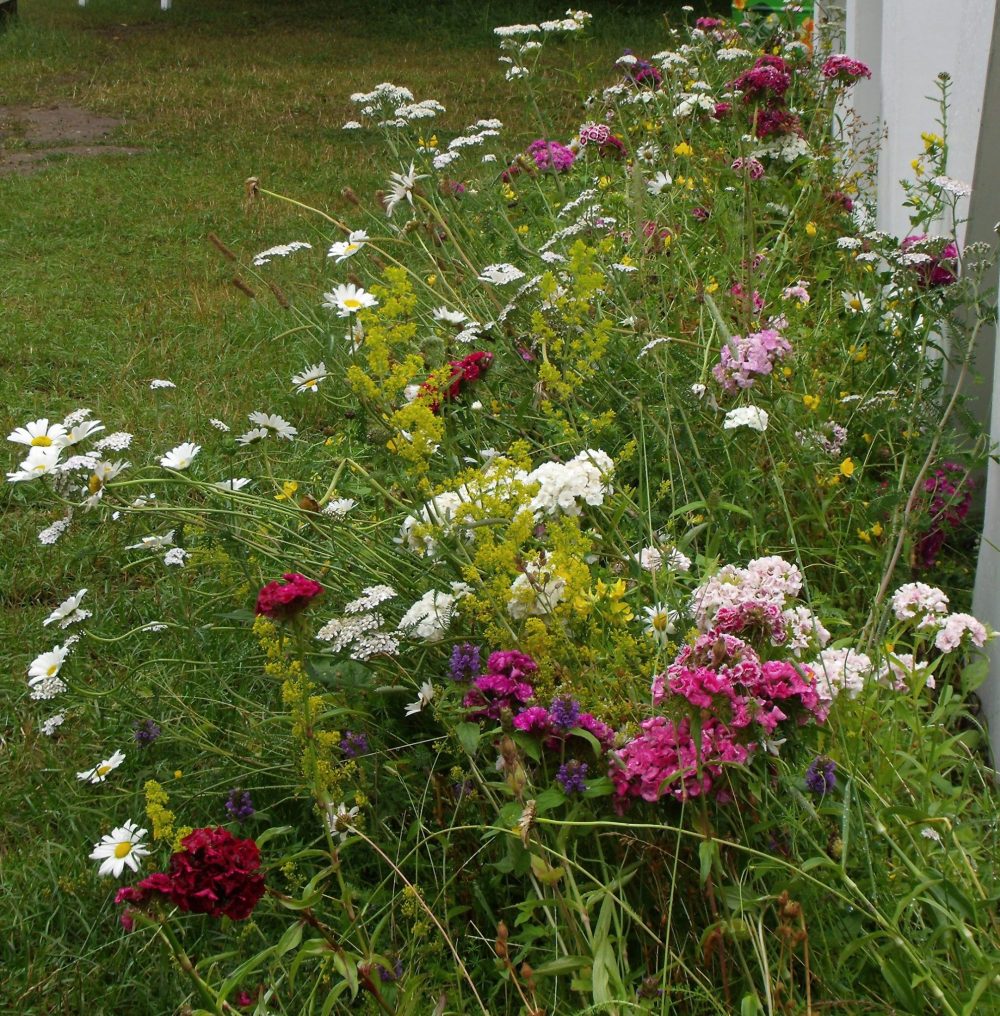 Planting-mixed-meadow