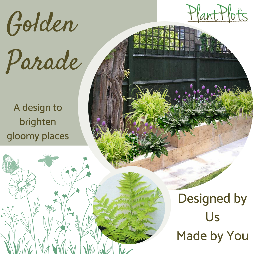 Golden Parade garden border design