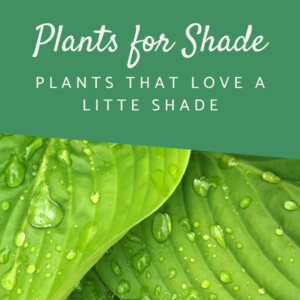 Shop category images plants for shade