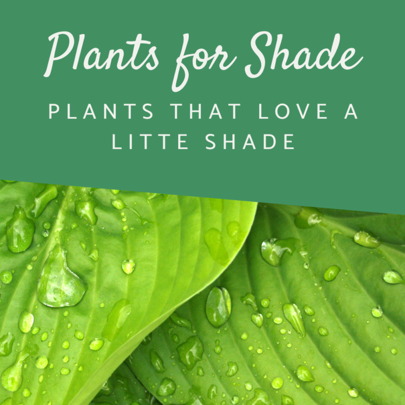 Planting Ideas for Shade