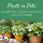 Shop category images plants in pots Shop category images plants in pots