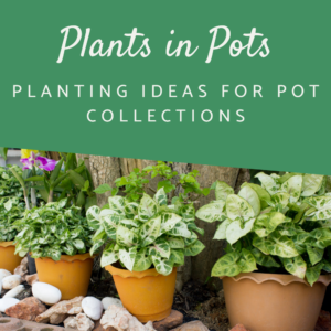 Shop category images plants in pots