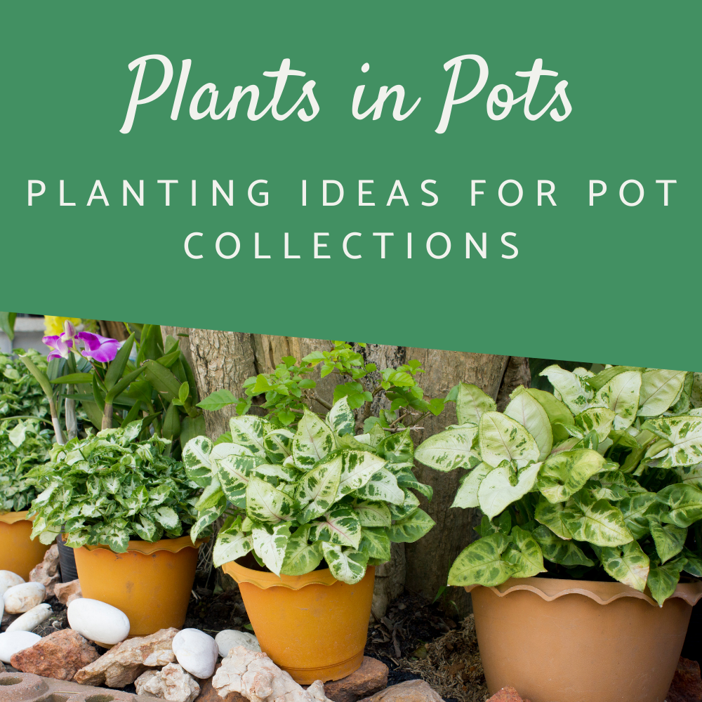 Garden Design Shop | PlantPlots