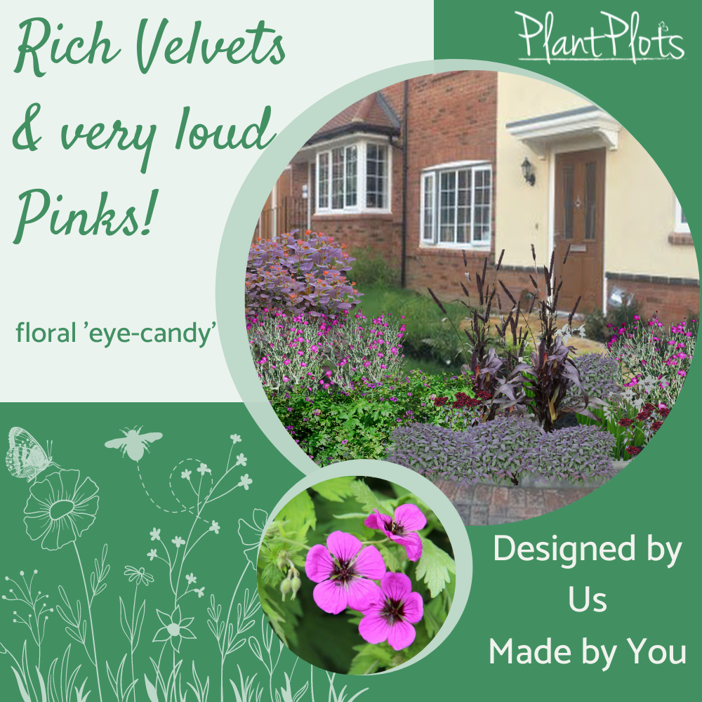 Velvet Pinks garden border design