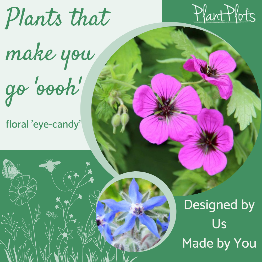 plants to make you go oooh