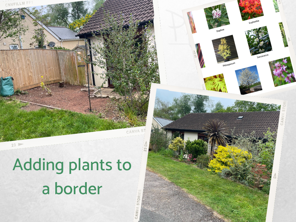 SC Front garden additional planting SC Front garden additional planting