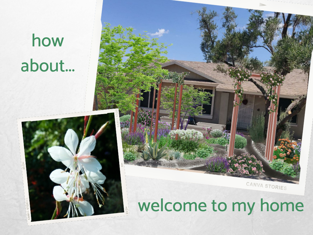 SH front yard desert garden SH front yard desert garden