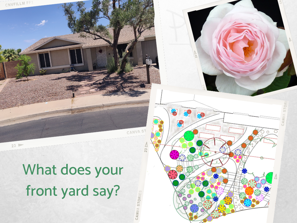 SH front yard desert garden SH front yard desert garden