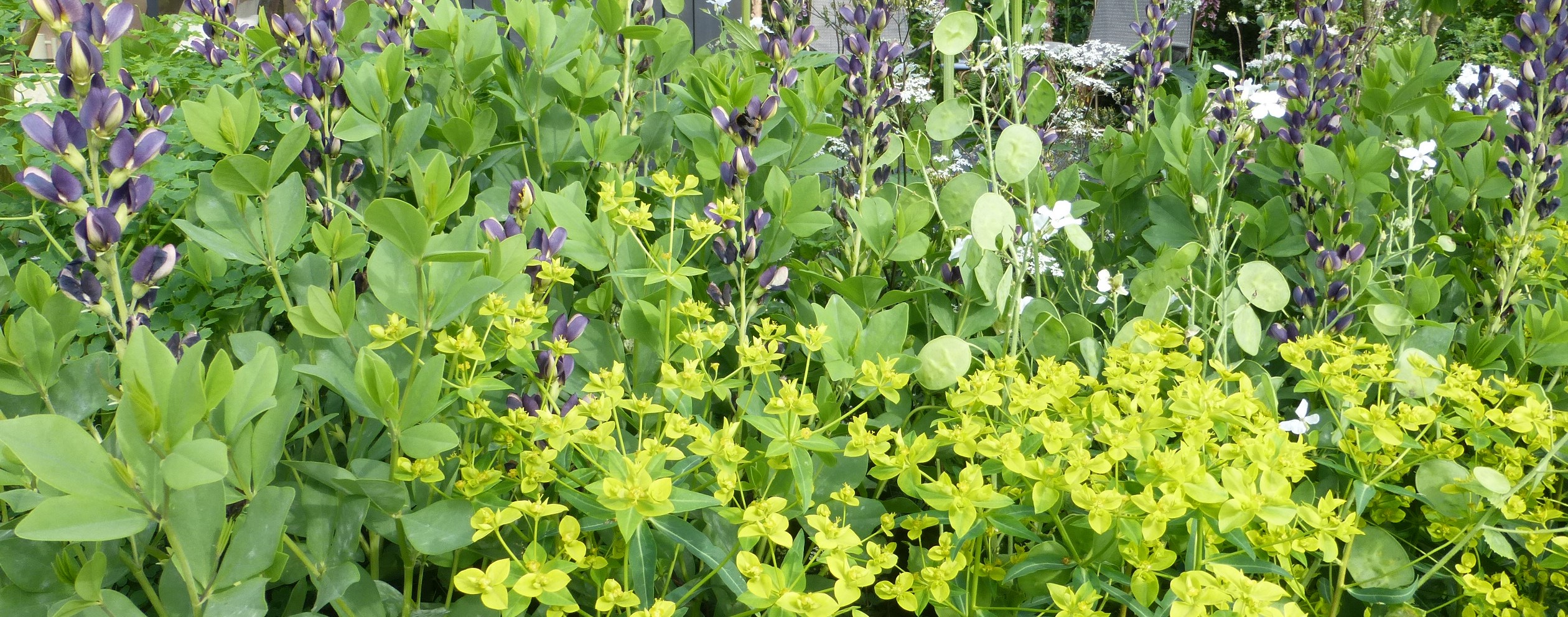 don't plant self seeding plants near paving don't plant self seeding plants near paving