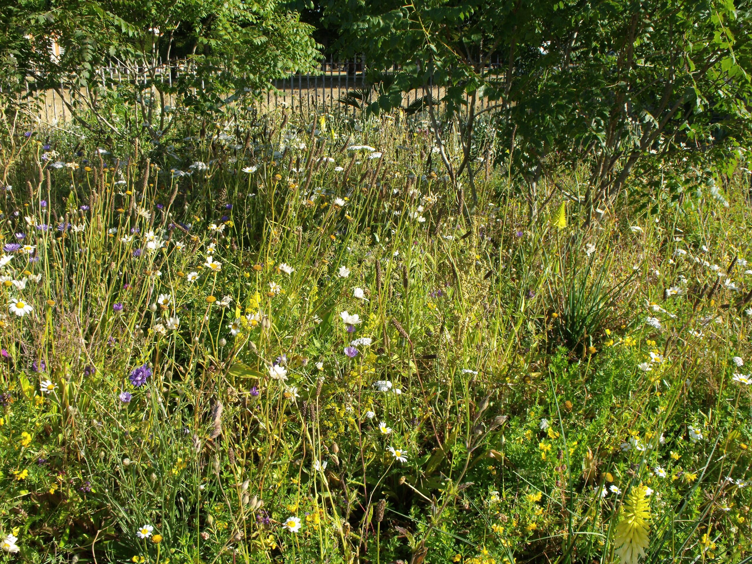 Naturalised flower garden at Hampton Court Flower show depicting a grassland with a few shrubs as trees