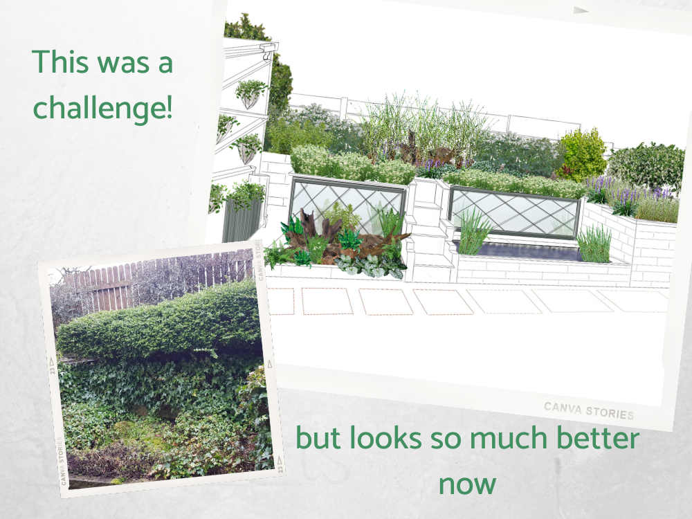 rescuing an overgrown courtyard garden rescuing an overgrown courtyard garden